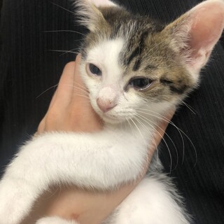 TNR中に保護✨3ヶ月子猫✨