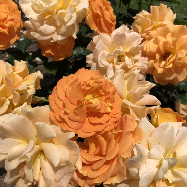 みんなのタコヤキのカバー写真