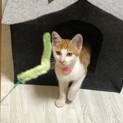 生後3~4ヶ月の子猫♂白茶のおりこうさんです