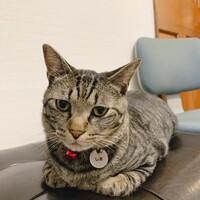 しま