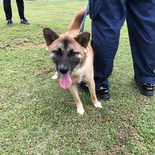 小ぶりで懐こい　こずえちゃん2歳くらい