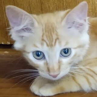 生後２ヶ月　天真爛漫な茶トラ（男の子）