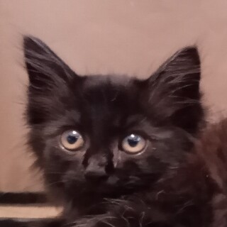 生後２ヶ月　マイペースな長毛黒（女の子）