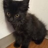 生後２ヶ月　マイペースな長毛黒（女の子） サムネイル3