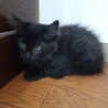 生後２ヶ月　マイペースな長毛黒（女の子） サムネイル4