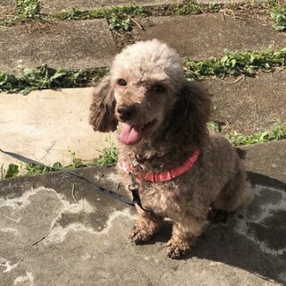 かわいいトイプードルちゃん♪