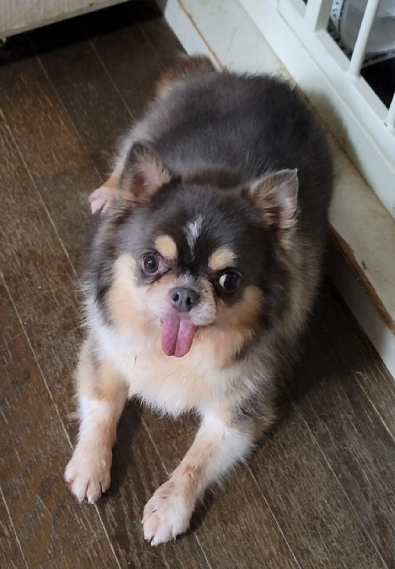 チワワのポピーくん♂６才 サムネイル1