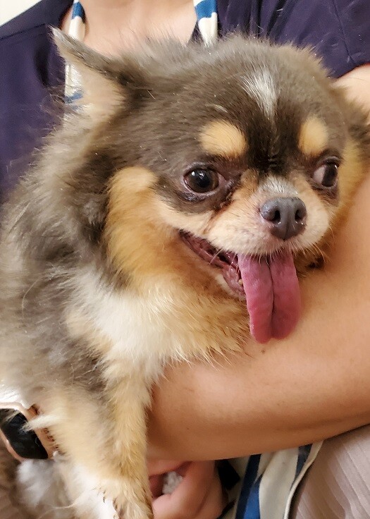 チワワのポピーくん♂６才 サムネイル2