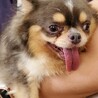 チワワのポピーくん♂６才 サムネイル2