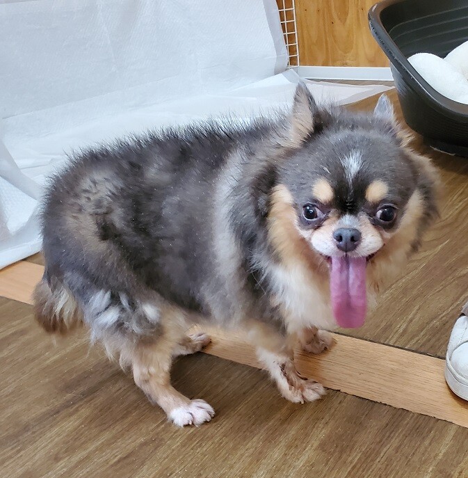 チワワのポピーくん♂６才 サムネイル3