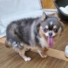 チワワのポピーくん♂６才 サムネイル3