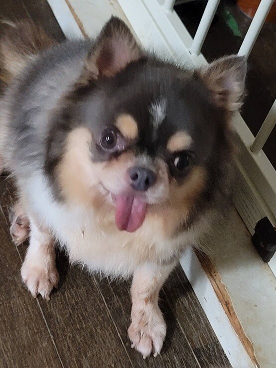 チワワのポピーくん♂６才 サムネイル4