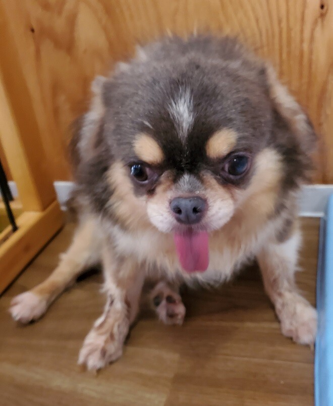 チワワのポピーくん♂６才 サムネイル5