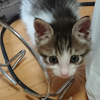 キジ白のネロ君里親さん募集一時停止