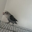 コザクラインコ