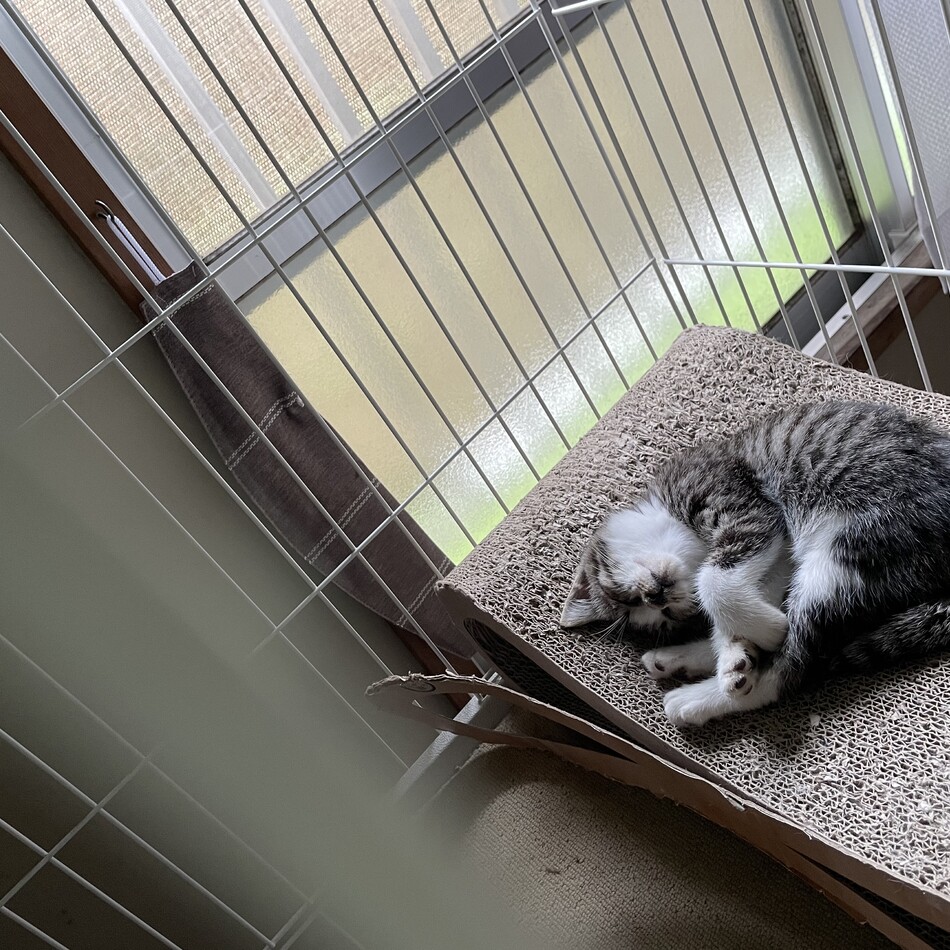 佐々木まめのカバー写真