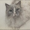 猫魂