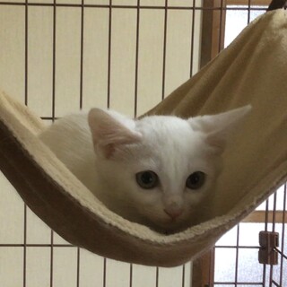 終生飼える方求む