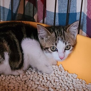とても可愛い少しアメショー柄の女の子