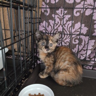 美サビガール☆