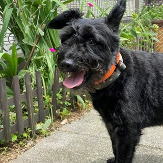 応募多数のため一旦中止　寛太君　推定5才　