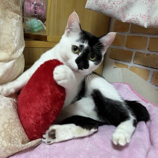 たまらないムチムチ感♡性格も個性的なベルくんです