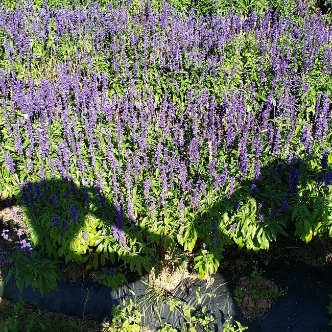 mayshaのカバー写真