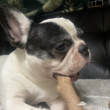 フレンチブルドッグ