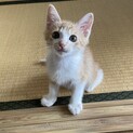 元気いっぱい❤️茶白のゲン君
