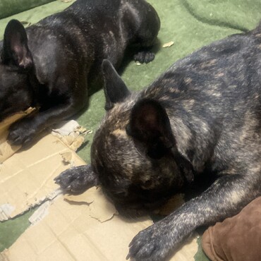 海ちゃん金ちゃん