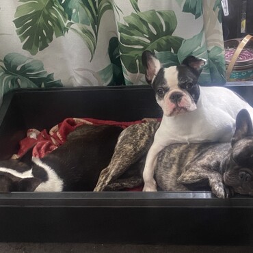 サトルさん金ちゃんハチちゃん