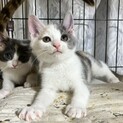 おっとりグレー三毛猫