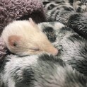 フェレットの里親募集