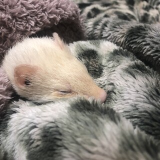 フェレットの里親募集