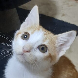 とっても美猫☆やんちゃな茶トラ白のおにい君❣️