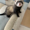 里親様決まりました。ご応募ありがとうございました。