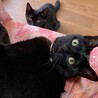 【急募】腕枕が好きな甘えん坊の黒猫くん！ サムネイル6