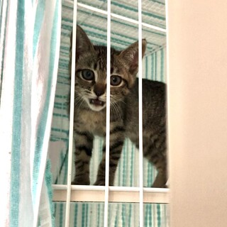 キジトラの美猫ちゃん♡