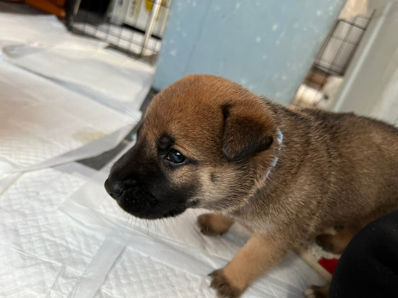 食いしん坊バンザイ 子 茨城県 犬の里親募集 ペットのおうち 月間利用者150万人