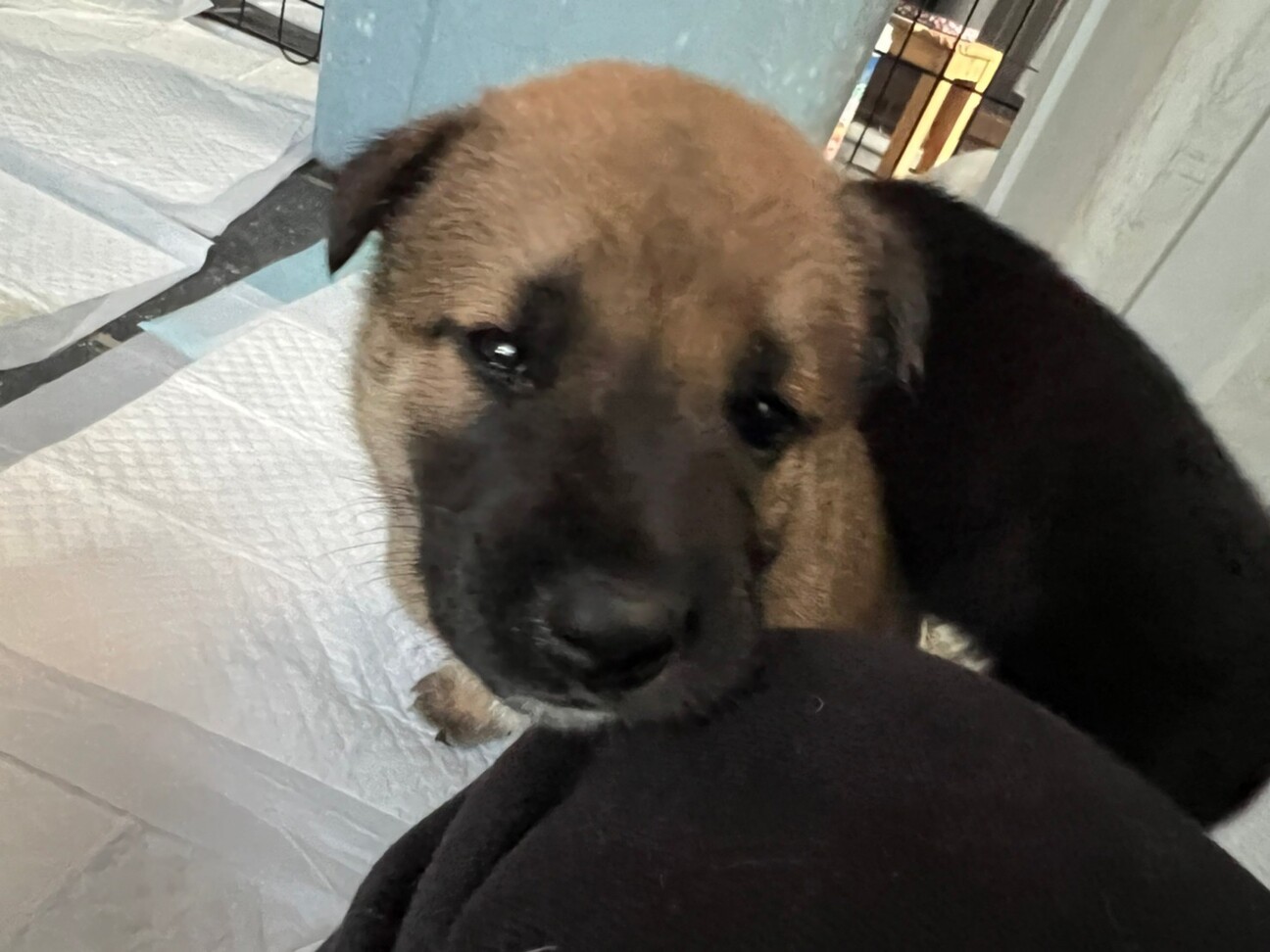 食いしん坊バンザイ 子 茨城県 犬の里親募集 ペットのおうち 月間利用者150万人