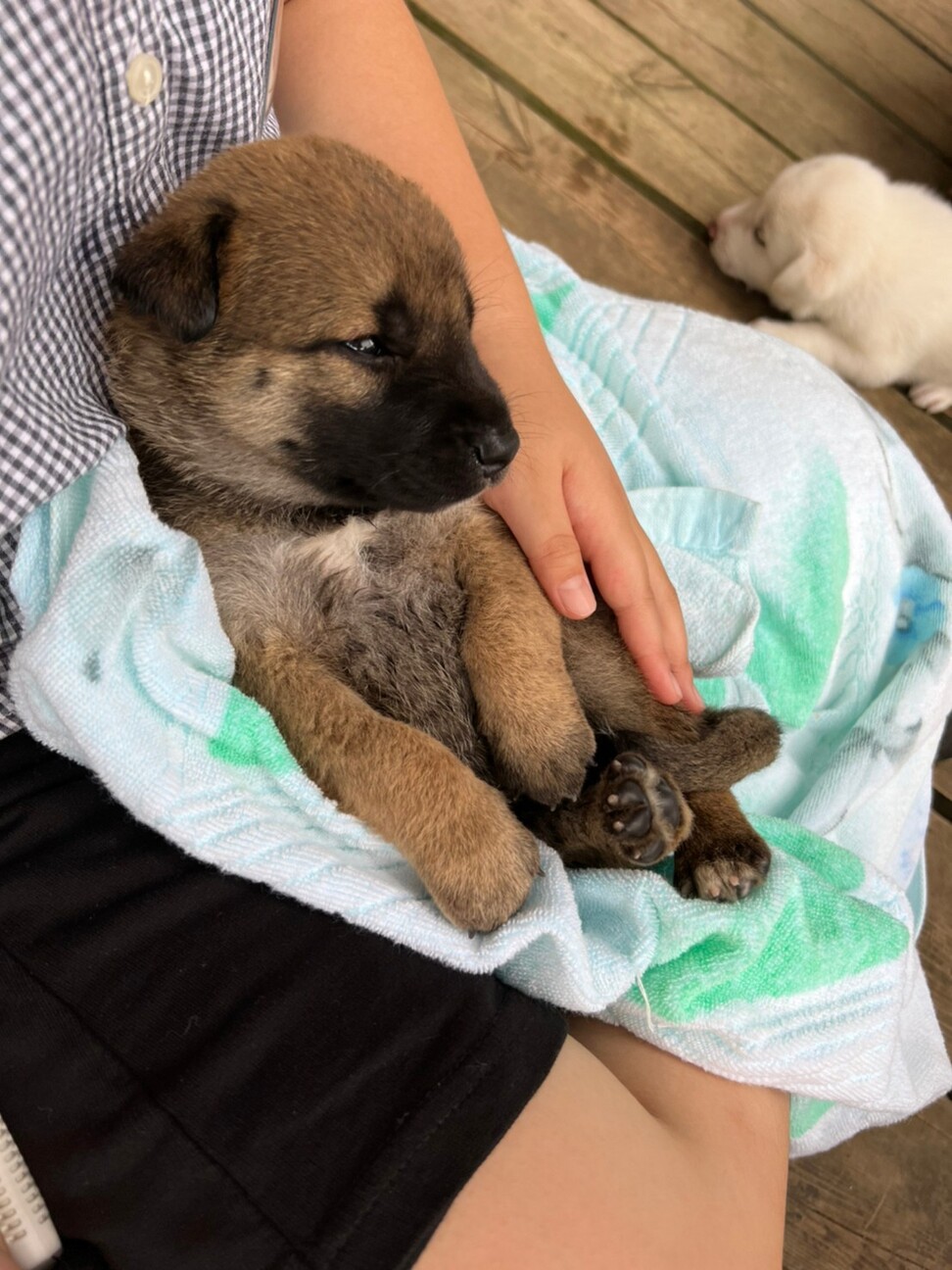 食いしん坊バンザイ 子 茨城県 犬の里親募集 ペットのおうち 月間利用者150万人