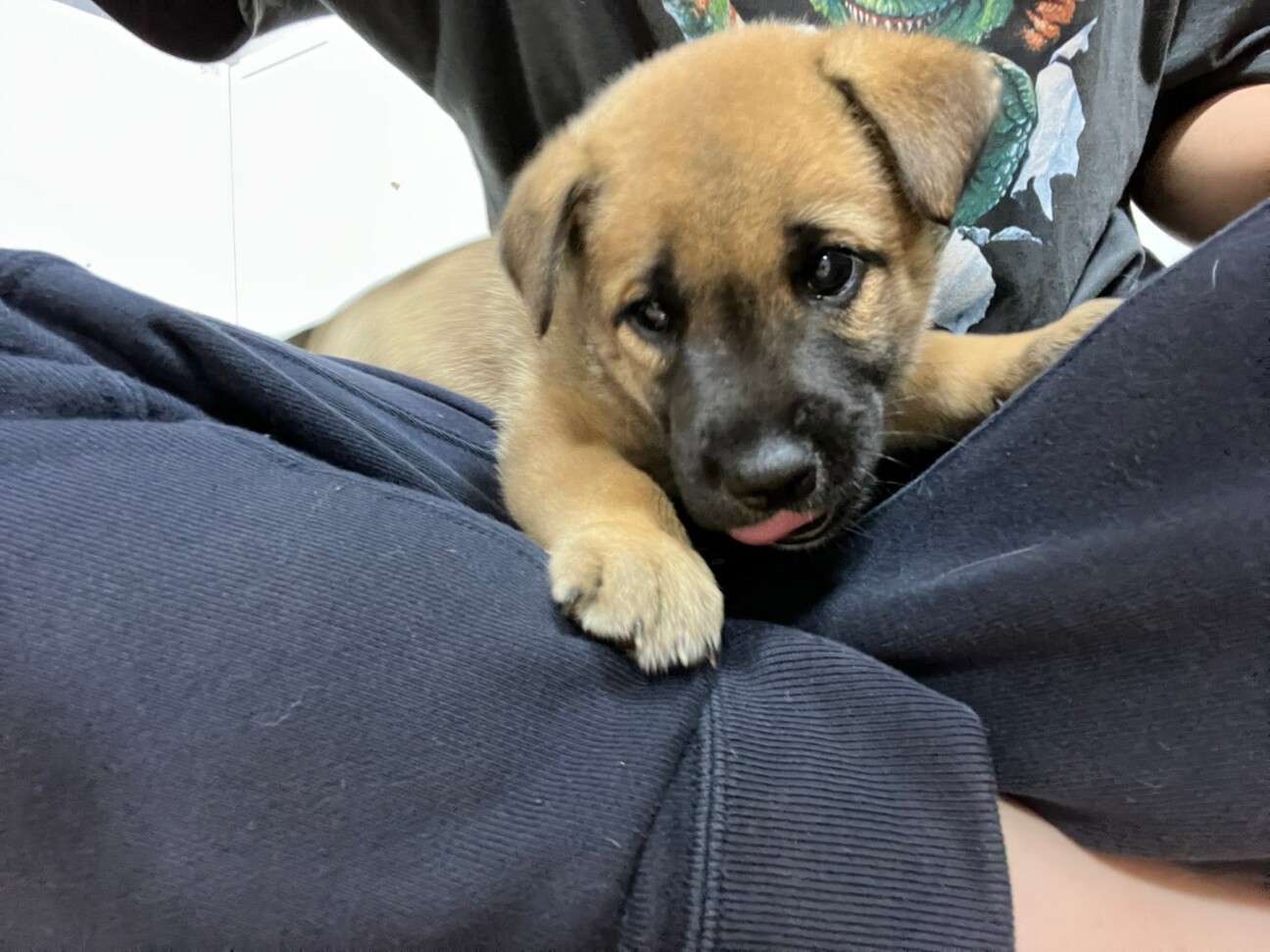 食いしん坊バンザイ 子 茨城県 犬の里親募集 ペットのおうち 月間利用者150万人