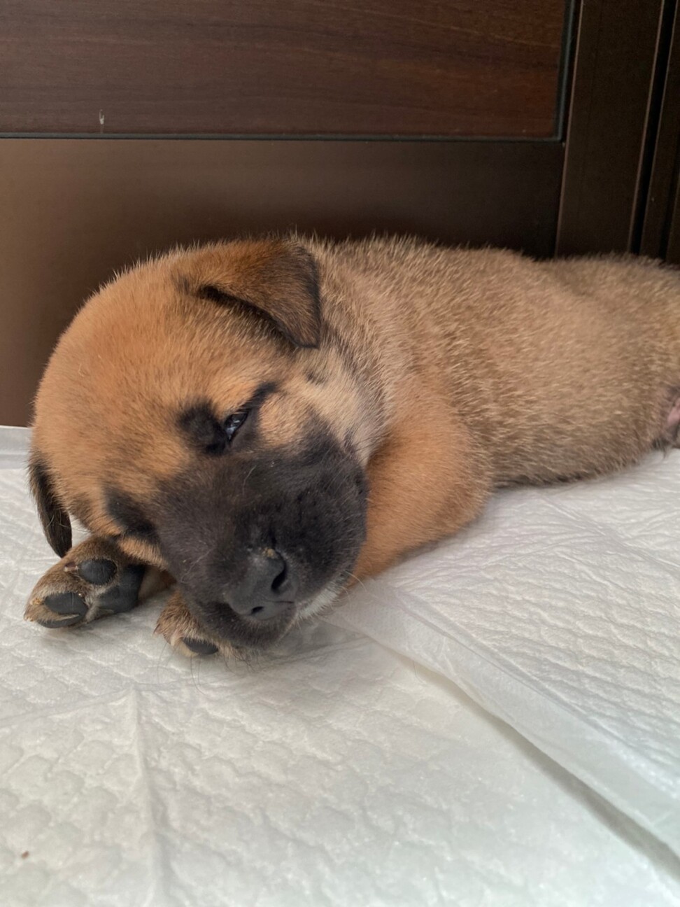 食いしん坊バンザイ 子 茨城県 犬の里親募集 ペットのおうち 月間利用者150万人