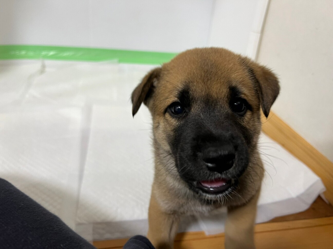 食いしん坊バンザイ 子 茨城県 犬の里親募集 ペットのおうち 月間利用者150万人