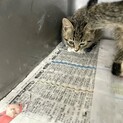 人懐っこいキジトラ白たびちゃん♡