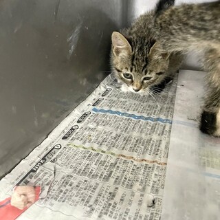 人懐っこいキジトラ白たびちゃん♡