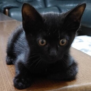 空腹に耐えてがんばったクロスケ君