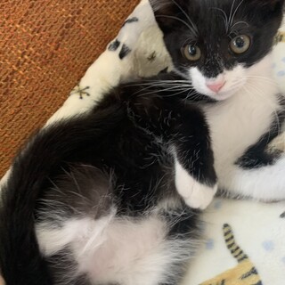 美形のハチワレ君❣️テテくん