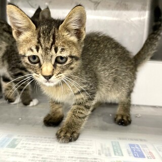 柄が薄めで可愛いキジトラちゃん♡