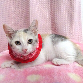 甘えた♪パステル三毛★ユリちゃん ２ヵ月半すぎ